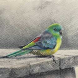 Red rumped parrot by Chrysti Atkins Fine Art Artist Bendigo