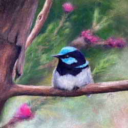 Fairy Wren by Chrysti Atkins Fine Art Artist Bendigo