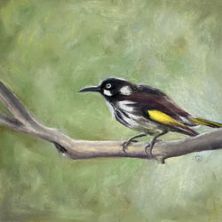 Our Curious New Holland Honeyeater by Chrysti Atkins Fine Art Artist Bendigo