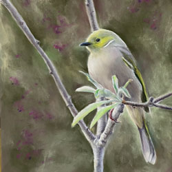 White Plumed Honeyeater by Chrysti Atkins Fine Art Artist Bendigo